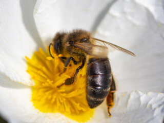 Natureza 