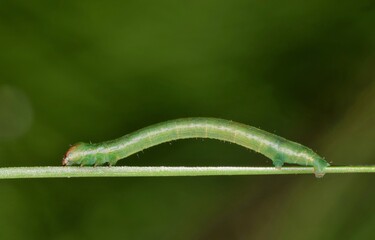 An Inchworm (Geometridae) crawling along a pine needle, ventral view in Houston, TX.