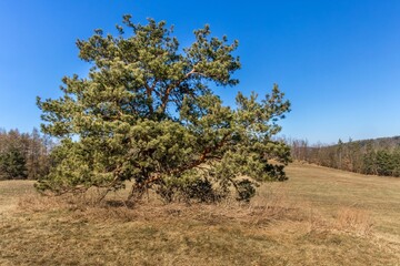 Pine Tree in the field among the hills against the clear blue sky in Czech Republic. Spring on the farm.