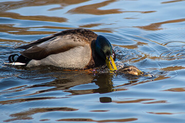 A Pair of Mallard Ducks Mating in springtime