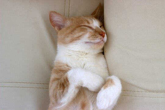 
Red-haired Young Cat Spinning On The Couch Up Its Muzzle