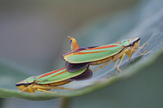 Insektenpaarung: zwei rhododendron zikaden bei der kopulation, graphocephala fennahi