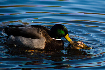 A Pair of Mallard Ducks Mating in springtime