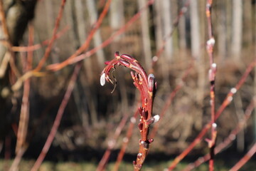 weidenk&auml;tzchenast gebogen