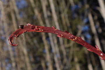 weidenk&auml;tzchenast