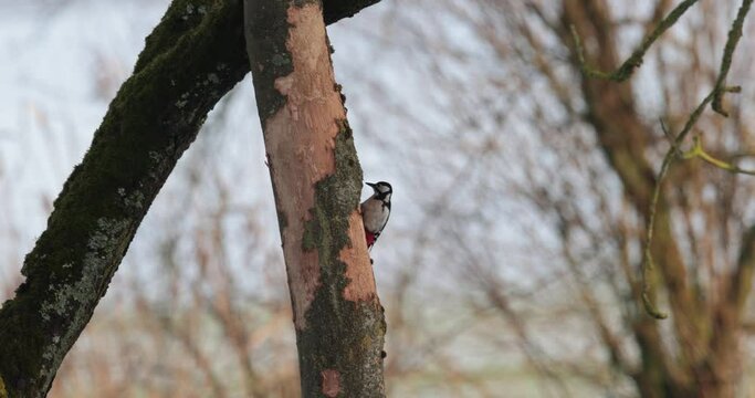 pic &eacute;peiche (Dendrocopos major) picorant un tronc d'arbre &agrave; la recherche de nourriture