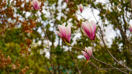 magnolia liliflora