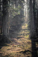 sun rays in the forest