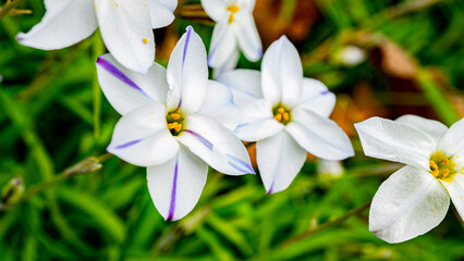 Flores blancas con azul