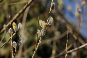 Palmk&auml;tzchen am Ast