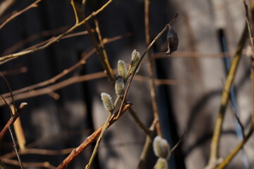 Weidenast mit Palmkätzchen