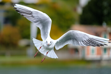 Seagull in Flight
