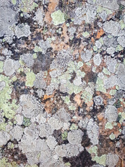 Pattern of Green, Orange, Black and White Lichen on a Rock
