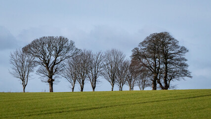 Trees in a Field, County Wexford, Ireland