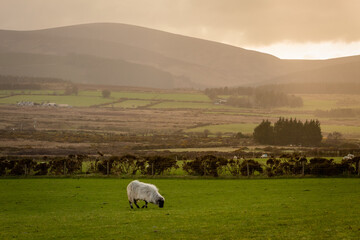 Sheep in a Field in the Evening in County Wicklow