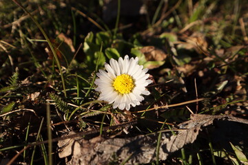 G&auml;nsebl&uuml;mchen 