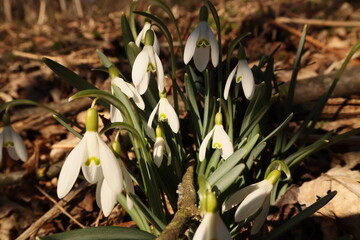 Schneegl&ouml;cken auf der Wiese