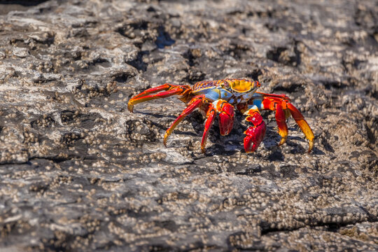 Colorful Red Rock Crab (Grapsus grapsus) with beautiful contrast of red, blue, orange and yellow colors in the Pacific Coast of Baja California Sur, Mexico