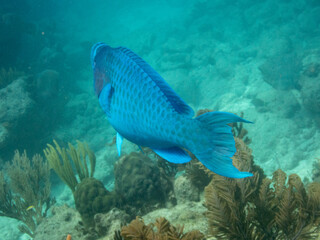 Naklejka na ściany i meble Blue Parrotfish