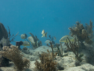 Naklejka na ściany i meble Blue Striped Grunts on the Reef