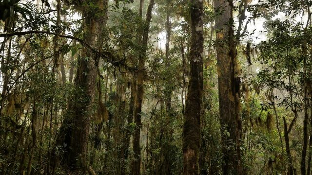 Trees full of moss hanging cloud forest Costa Rica grey atmosphere condensation 