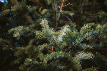 primer plano de hojas de pino en una rama con el árbol de fondo