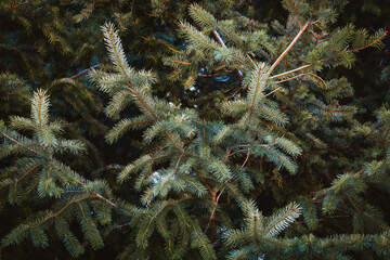 primer plano de hojas de pino en una rama con el árbol de fondo