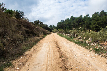 Fototapeta na wymiar Rural dirt road, in a Mediterranean pine forest, with a cloudy sky.