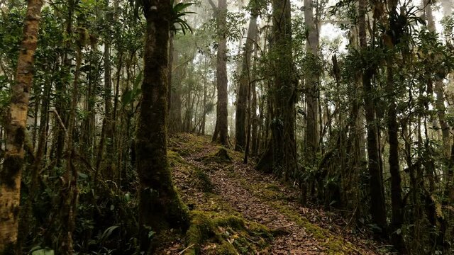 path in the cloud forest mystic atmosphere magical morning Costa Rica