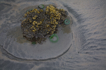 sea anemone on a rock at san josef bay in cape scott provincial park © Lichon Photography