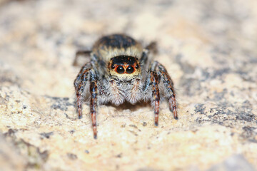 Carrhotus xanthogramma 