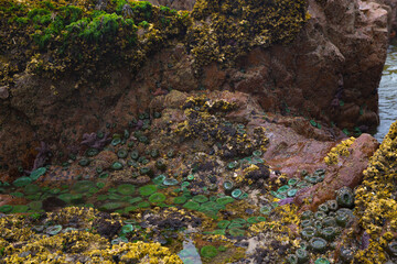 Low tide exposing sea anemone at cape scott provincial park in BC Canada