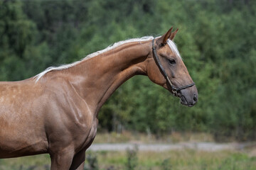 Naklejka na ściany i meble Portrait of a beautiful buckskin horse on natural summer background, head closeup 