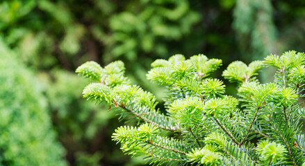 Korean fir Abies koreana close-up of bright young green needles on the branch on blurred green background in spring garden. Selective focus. Nature concept for design with place for your text