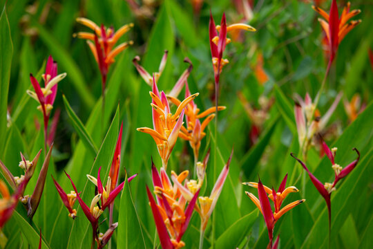 A close up of a field of red, yellow, orange, pink with green stem and leaf Heliconia Psittacorum plant.