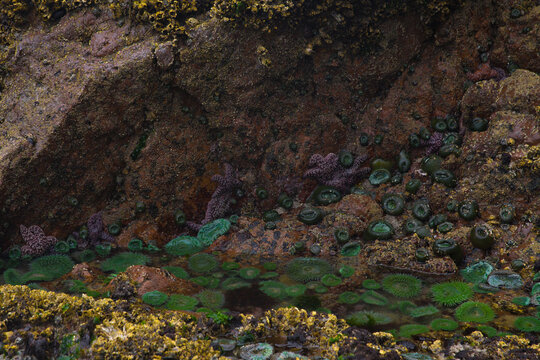 Low tide exposing sea anemone at cape scott provincial park in BC Canada