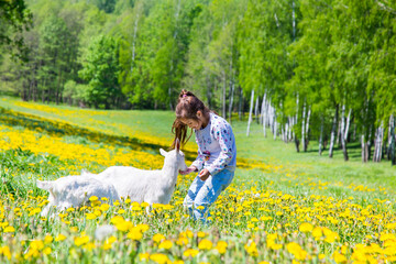 Pretty girl playing the the goats in a field of yellow dandelions