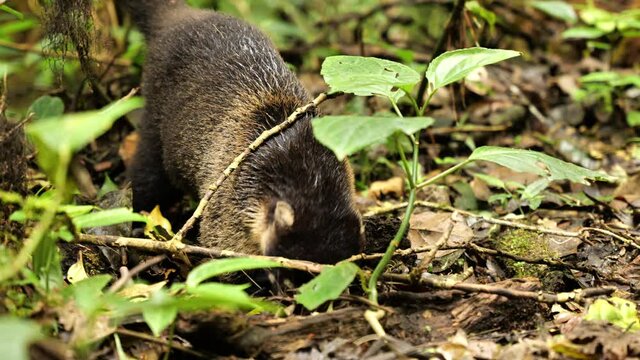 coatimundi white-nosed coati looking for food under leaves on the ground tropical rainforest Costa Rica