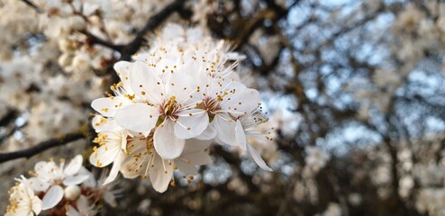 Close-up of a white lilac flowers in spring.