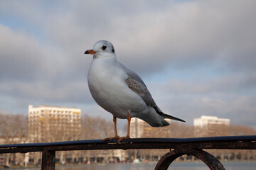 Mouette au Lac d'Annecy