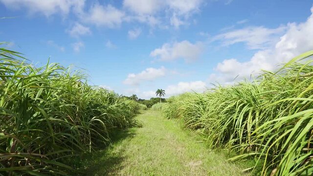 Plantation of sugar cane in the fields of the Dominican Republic. Stems of green grass against the blue sky. Agriculture for sugar production. Road in the field. Summer natural landscape.