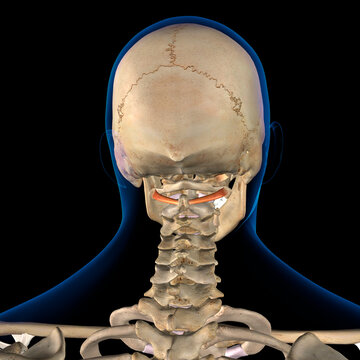 3D Rendering of Male Obliquus Capitis Inferior Neck Muscles in Isolation on Skeleton