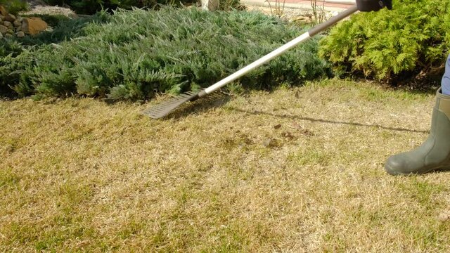 Cleaning up the grass with a rake. Aerating and scarifying the lawn