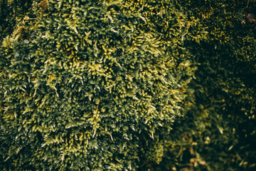 Green moss texture and background. Close up view of moss surface on stone background.