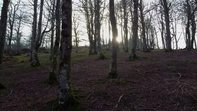 paseo entre las hayas desnudas del invierno