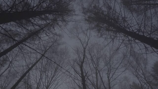 Horror Wald
