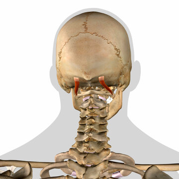 Obliquus Capitis Superior Neck Muscles in Isolation on Spine and Skull
