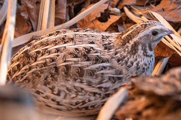 Japanese quail 