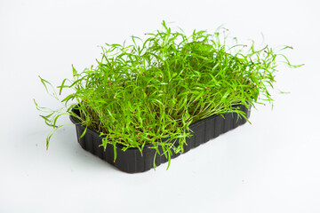 Live food of sprouts. Growing micro plants at home. Raw plants for vegans. Natural detox