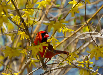 Red male northern cardinal bird among yellow forsythia flowers in spring